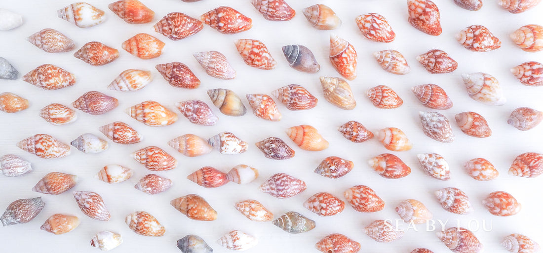 Rustic Dove Shells, Columbella Rustica