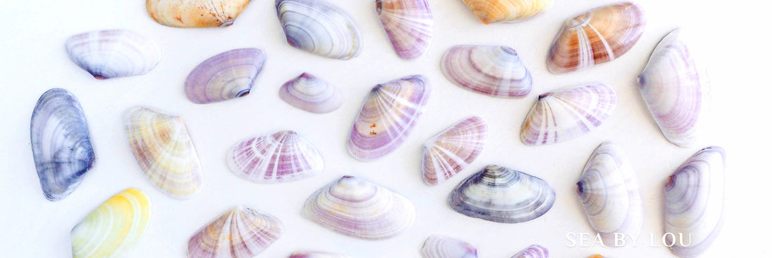 Coquina || Donax trunculus or Donax vittatus