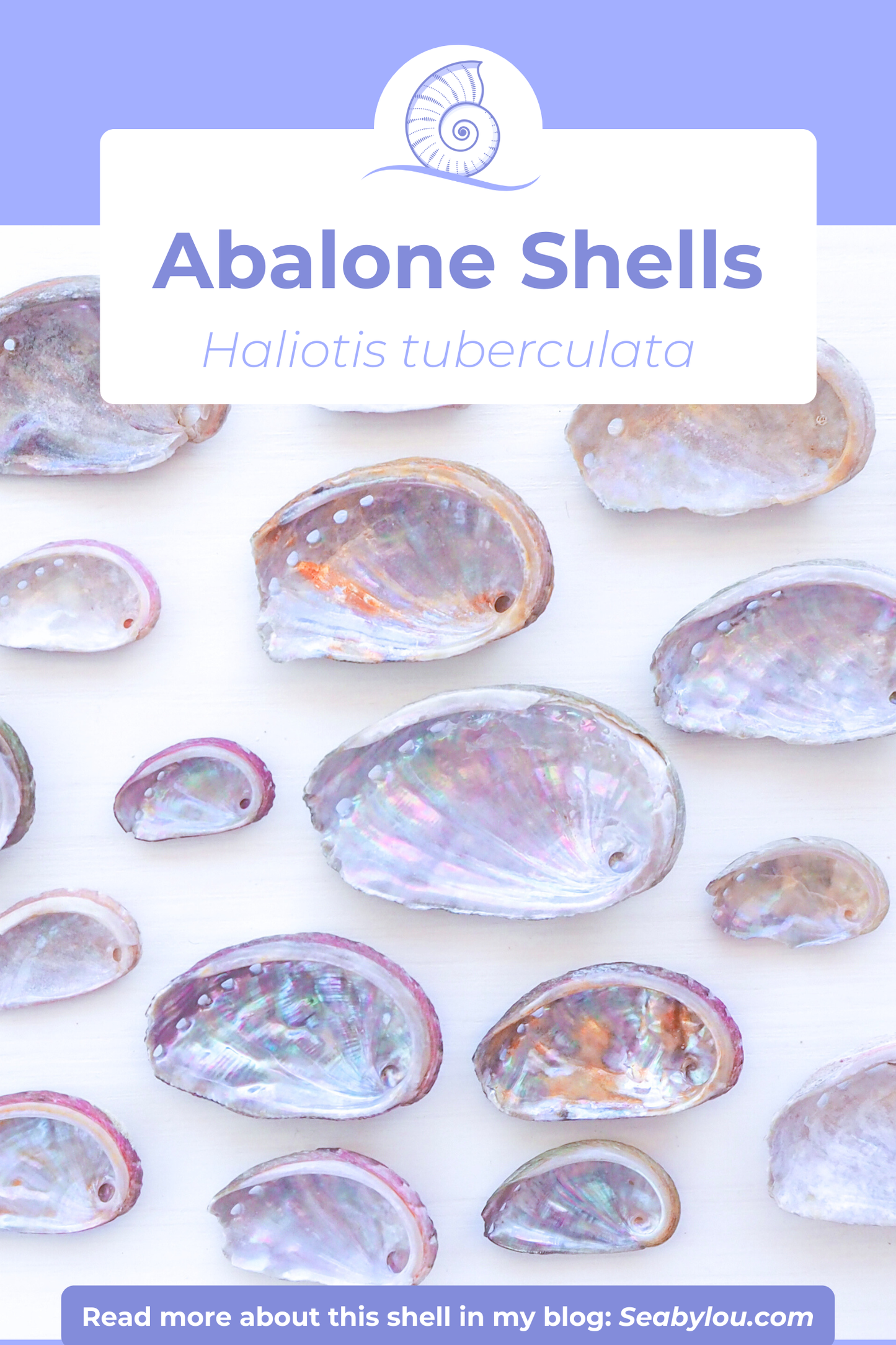 TINY ABALONE SHELL PEARL NECKLACE ~ Pink with Ivory White Pearl