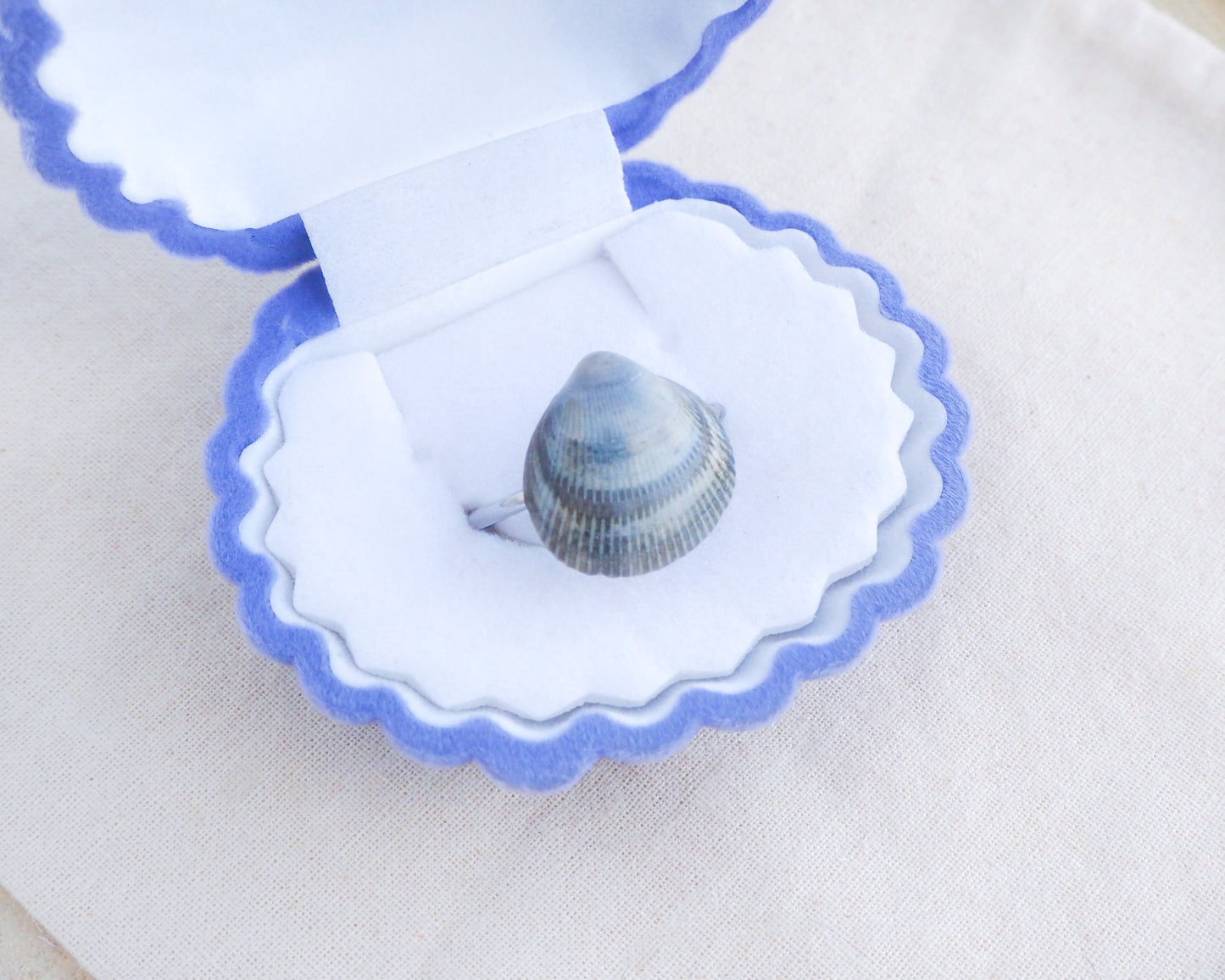 Blue Cockle Shell Silver Ring in Seashell jewelry box