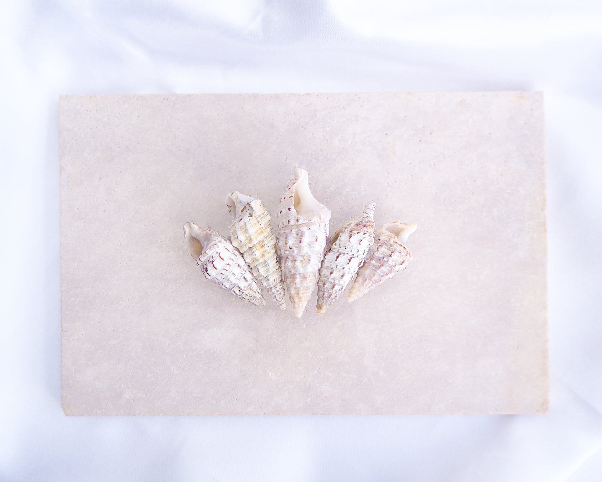Boho Mediterranean Horn Shells Hair Clip stone on display, Boho Seashell Beach Clip from Portugal, Handpicked Real Shells, Real Cerithium vulgatum Mediterranean Cerith shells, Seashell Hair Decoration, Bohemian Seashell Wedding Hair Assocciares, Coastal Christmas gift, Beach Wedding Hair