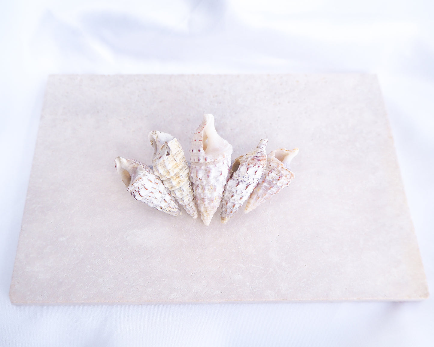 Boho Mediterranean Horn Shells Hair Clip on display, Boho Seashell Beach Clip from Portugal, Handpicked Real Shells, Real Cerithium vulgatum Mediterranean Cerith shells, Seashell Hair Decoration, Bohemian Seashell Wedding Hair Assocciares, Coastal Christmas gift, Beach Wedding Hair