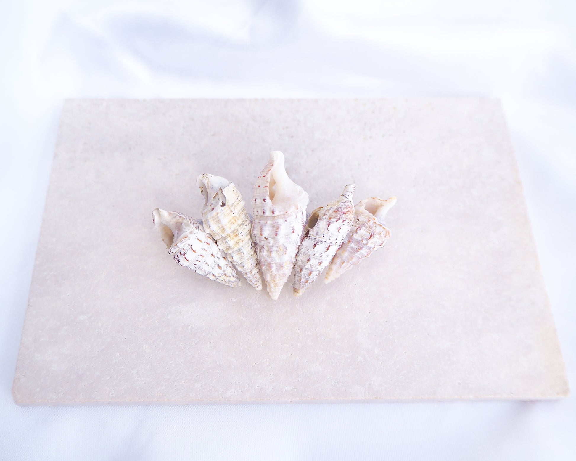 Boho Mediterranean Horn Shells Hair Clip on display, Boho Seashell Beach Clip from Portugal, Handpicked Real Shells, Real Cerithium vulgatum Mediterranean Cerith shells, Seashell Hair Decoration, Bohemian Seashell Wedding Hair Assocciares, Coastal Christmas gift, Beach Wedding Hair