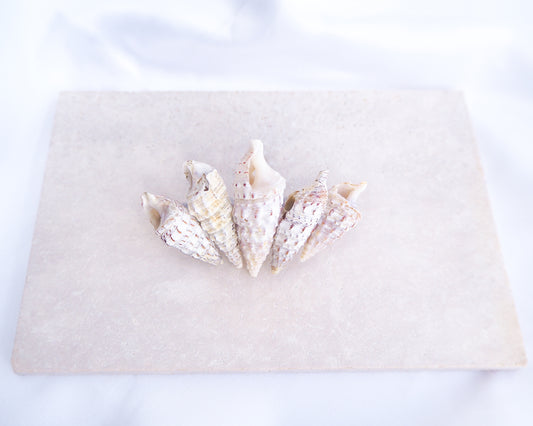 Boho Mediterranean Horn Shells Hair Clip on display, Boho Seashell Beach Clip from Portugal, Handpicked Real Shells, Real Cerithium vulgatum Mediterranean Cerith shells, Seashell Hair Decoration, Bohemian Seashell Wedding Hair Assocciares, Coastal Christmas gift, Beach Wedding Hair