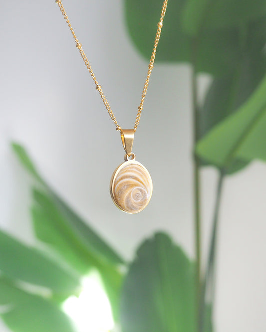 Brown Eye of Saint Lucia Gold Necklace with plant background, 18k gold stainless steel brown shiva eye pendant necklace, Saint Lucy Eye, operculum pendant