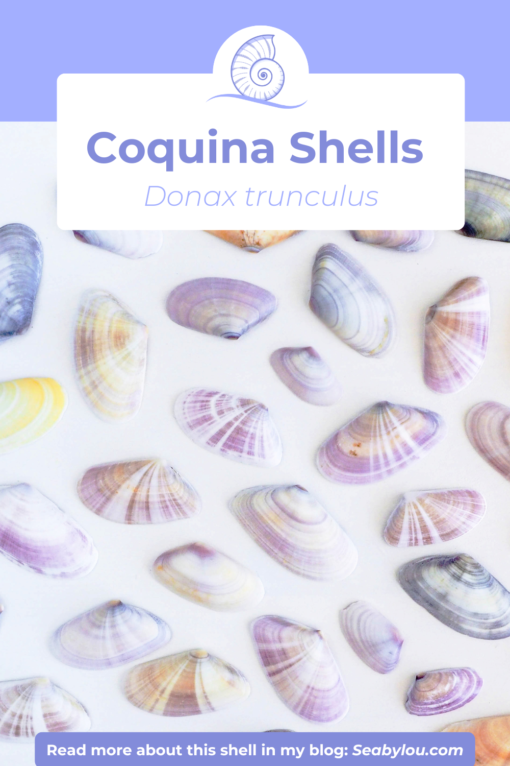 Info card with collage of coquina shells
