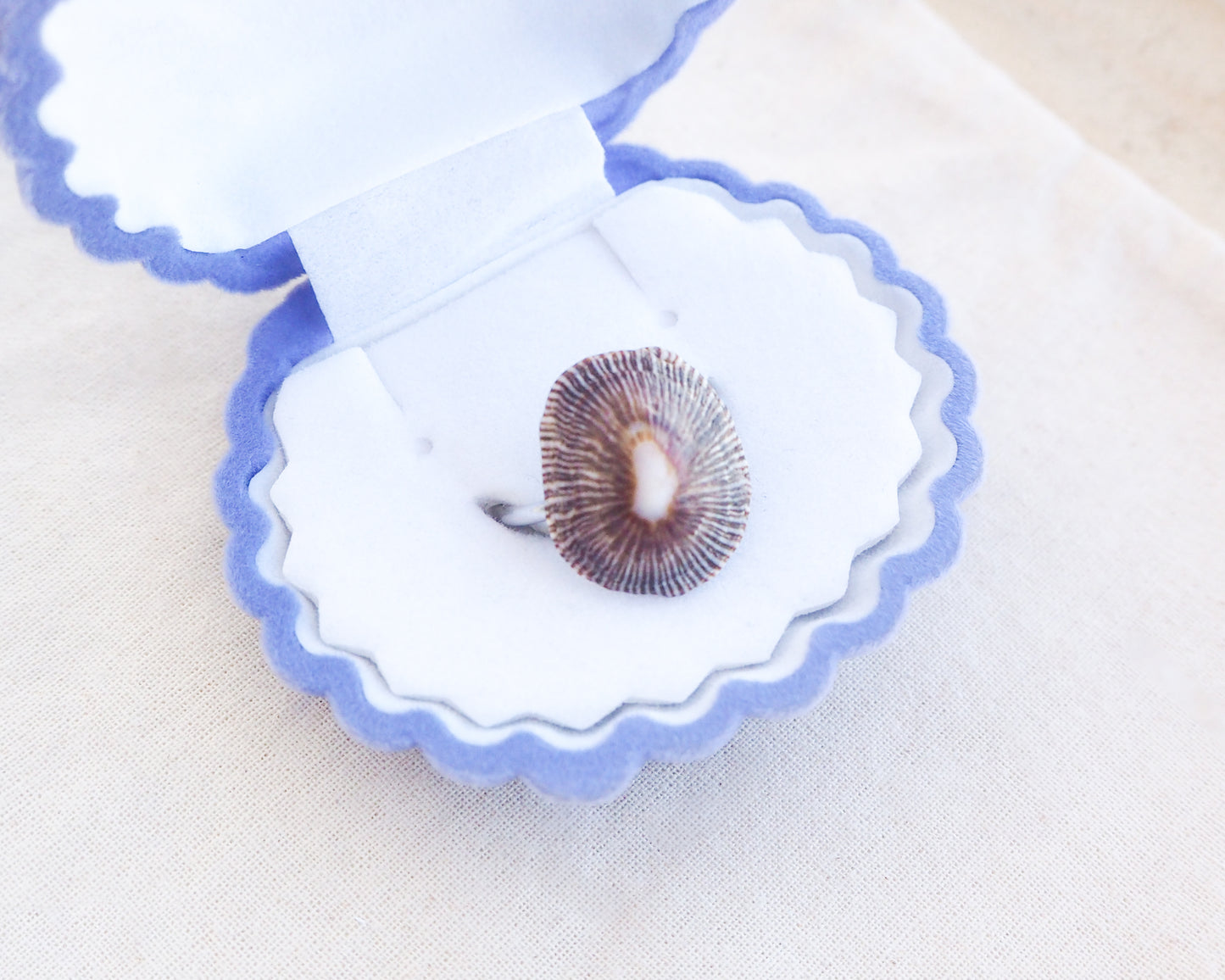 Dark Striped Limpet Shell Silver Ring in seashell jewelry box