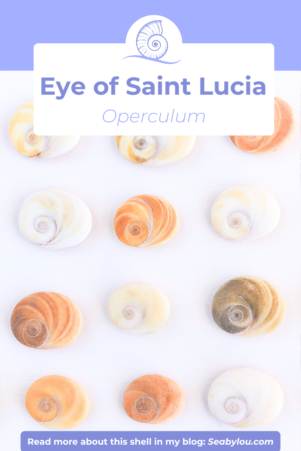 Eye of Saint Lucia Card, Real shiva eye Saint Lucy Eye, operculum