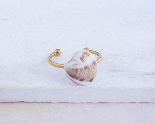 Gold Brown White Venus Shell Ring in Seashell box
