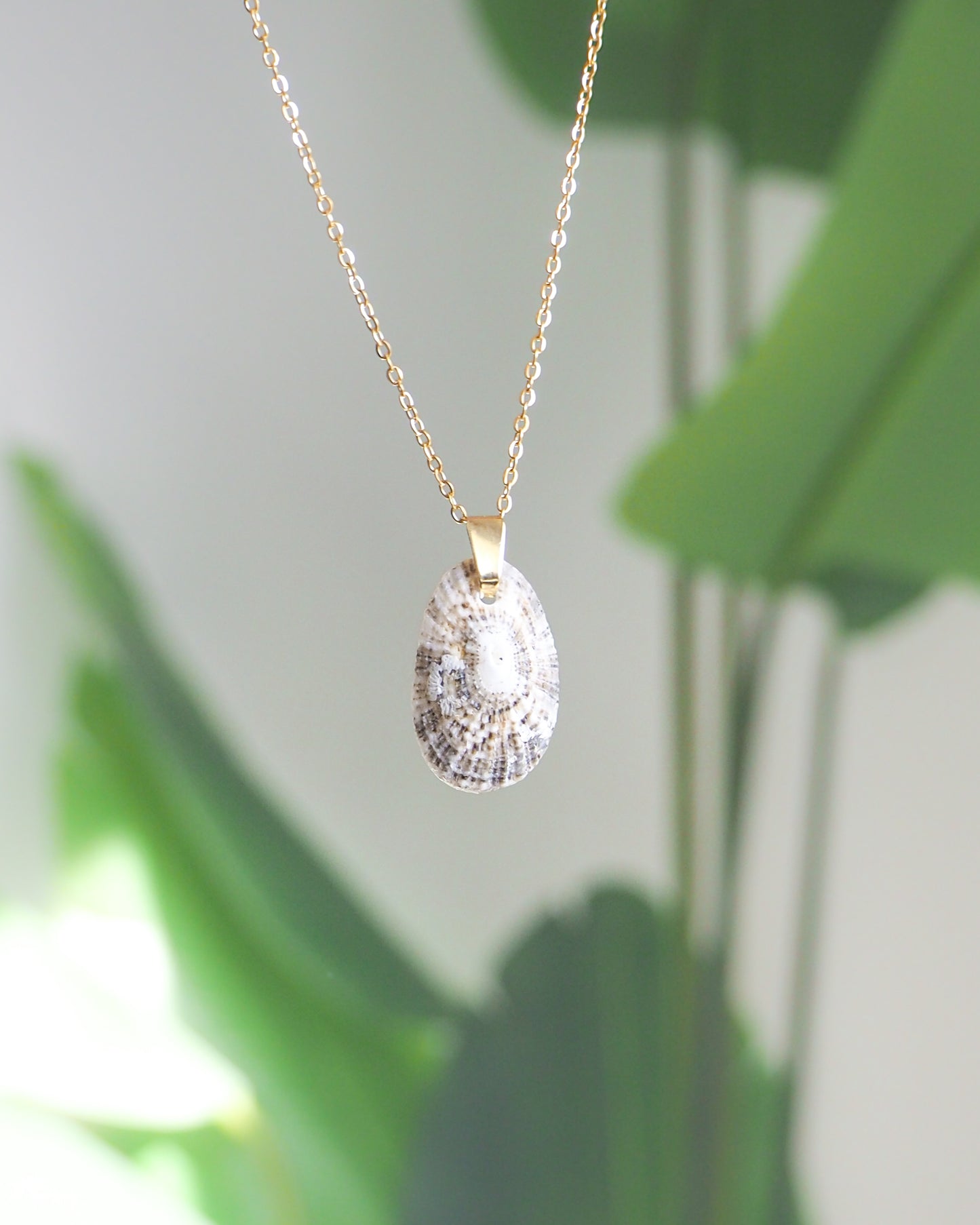 Light Keyhole Limpet Shell Necklace with green plant background, made with 18k gold stainless steel chain and handpicked from Portugal.