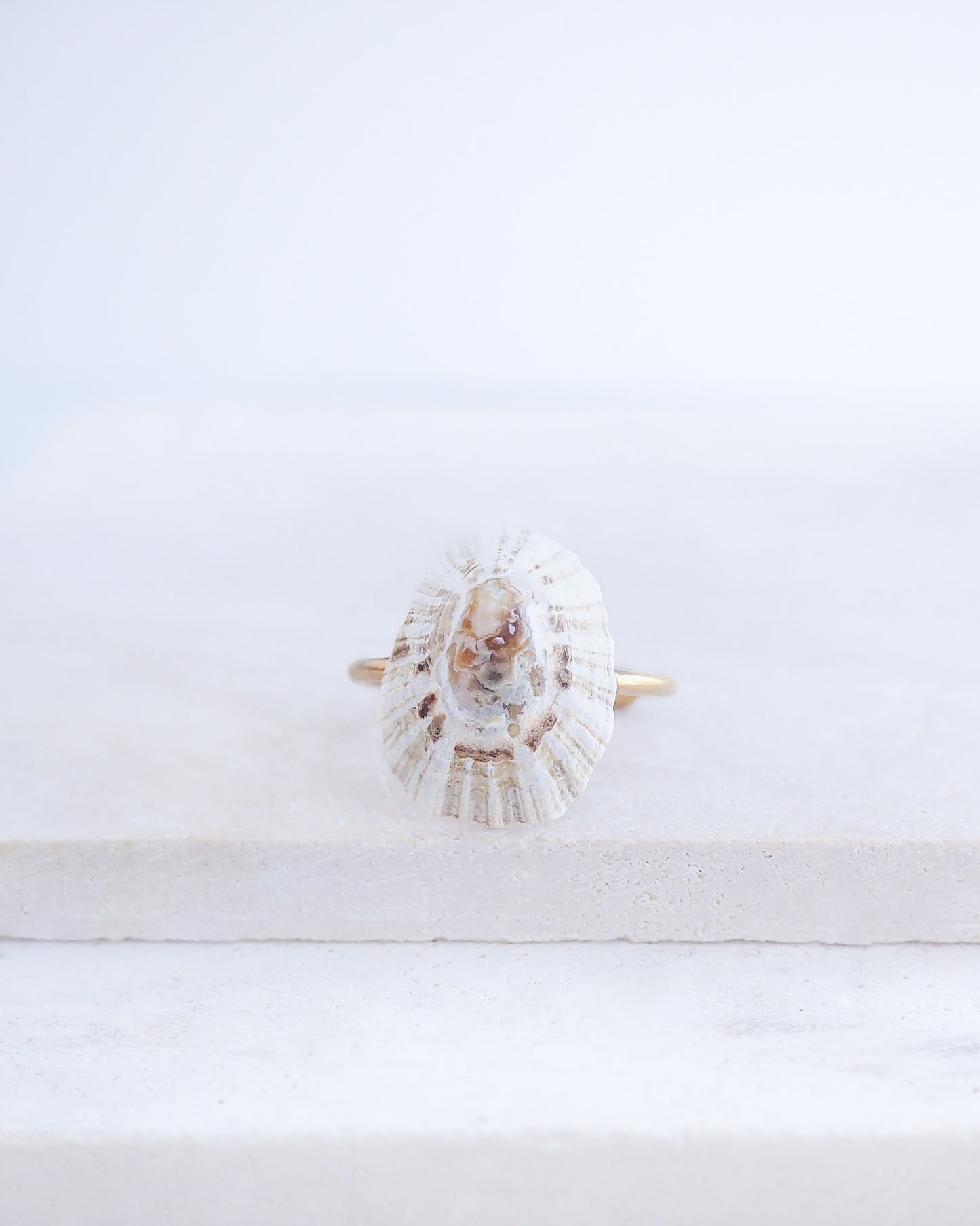 Close up front view of Light Limpet Shell V Gold Ring from Portugal on stone display, Handpicked Rough Limpet Shell from Portugal, Gold Stainless Steel ring with Limpet Shell