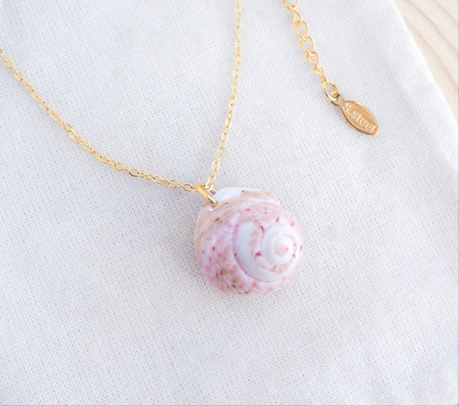Pink White Magus Top Shell from Portugal on display