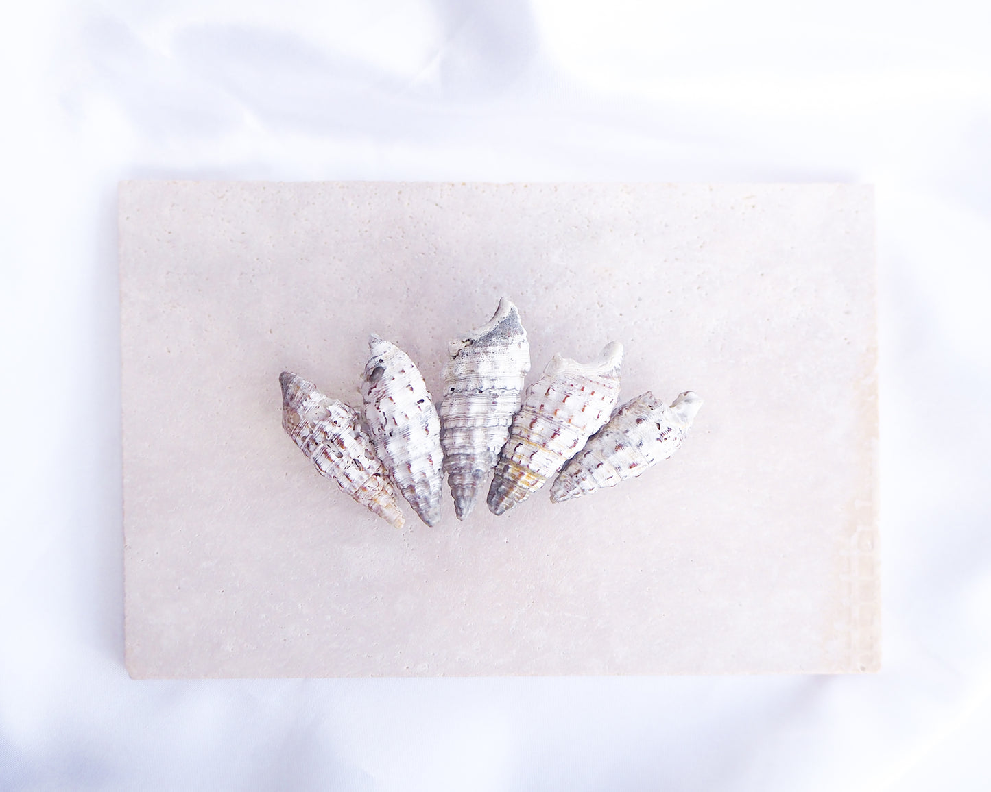 Front view Mediterranean Horn Shells Hair Clip displayed on stone, Boho Seashell Beach Clip from Portugal, Handpicked Real Shells, Real Cerithium vulgatum Mediterranean Cerith shells, Seashell Hair Decoration, Bohemian Seashell Wedding Hair Assocciares, Coastal Christmas gift, Beach Wedding Hair
