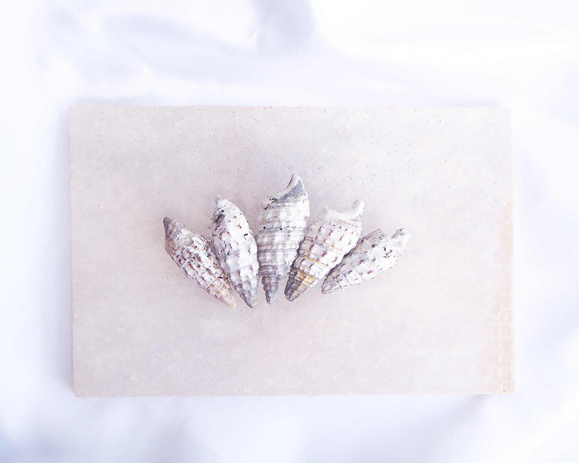 Front view Mediterranean Horn Shells Hair Clip displayed on stone, Boho Seashell Beach Clip from Portugal, Handpicked Real Shells, Real Cerithium vulgatum Mediterranean Cerith shells, Seashell Hair Decoration, Bohemian Seashell Wedding Hair Assocciares, Coastal Christmas gift, Beach Wedding Hair