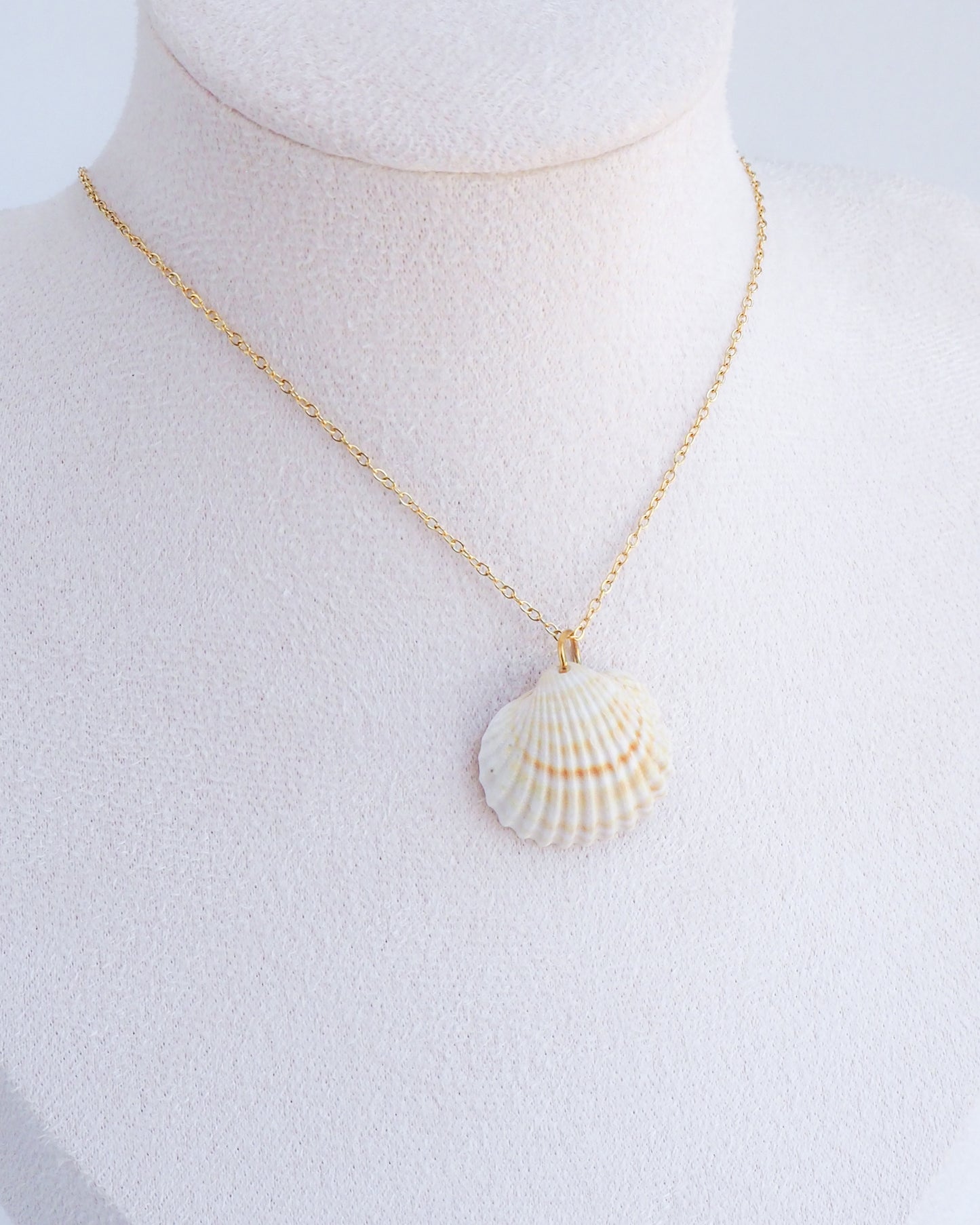 Gold Horizontal Light Mediterranean Cockle Shell, Sunny Yellow Shell from Portugal