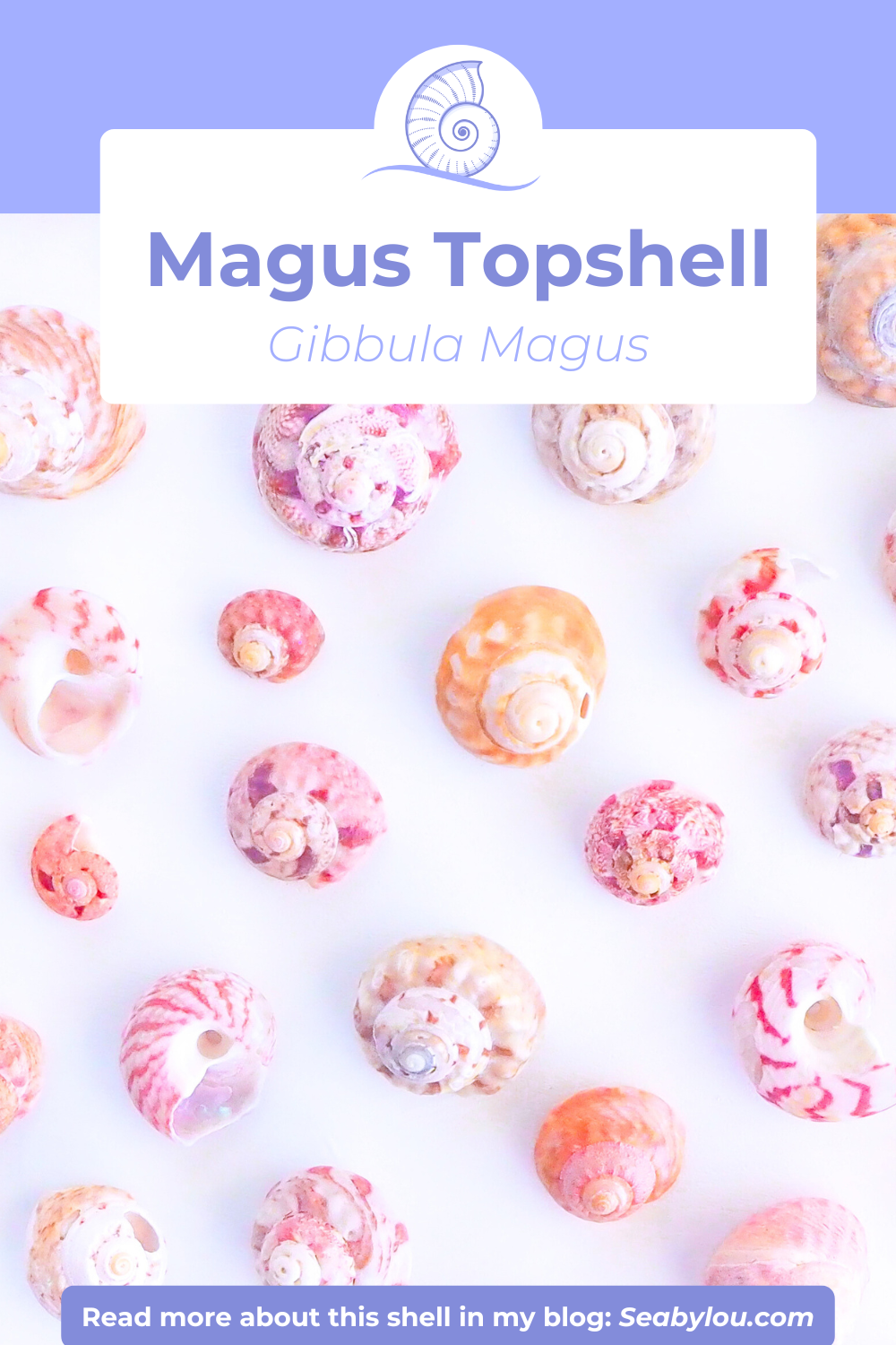 SEASHELL NECKLACE ~ Sunny Magus Top Shell