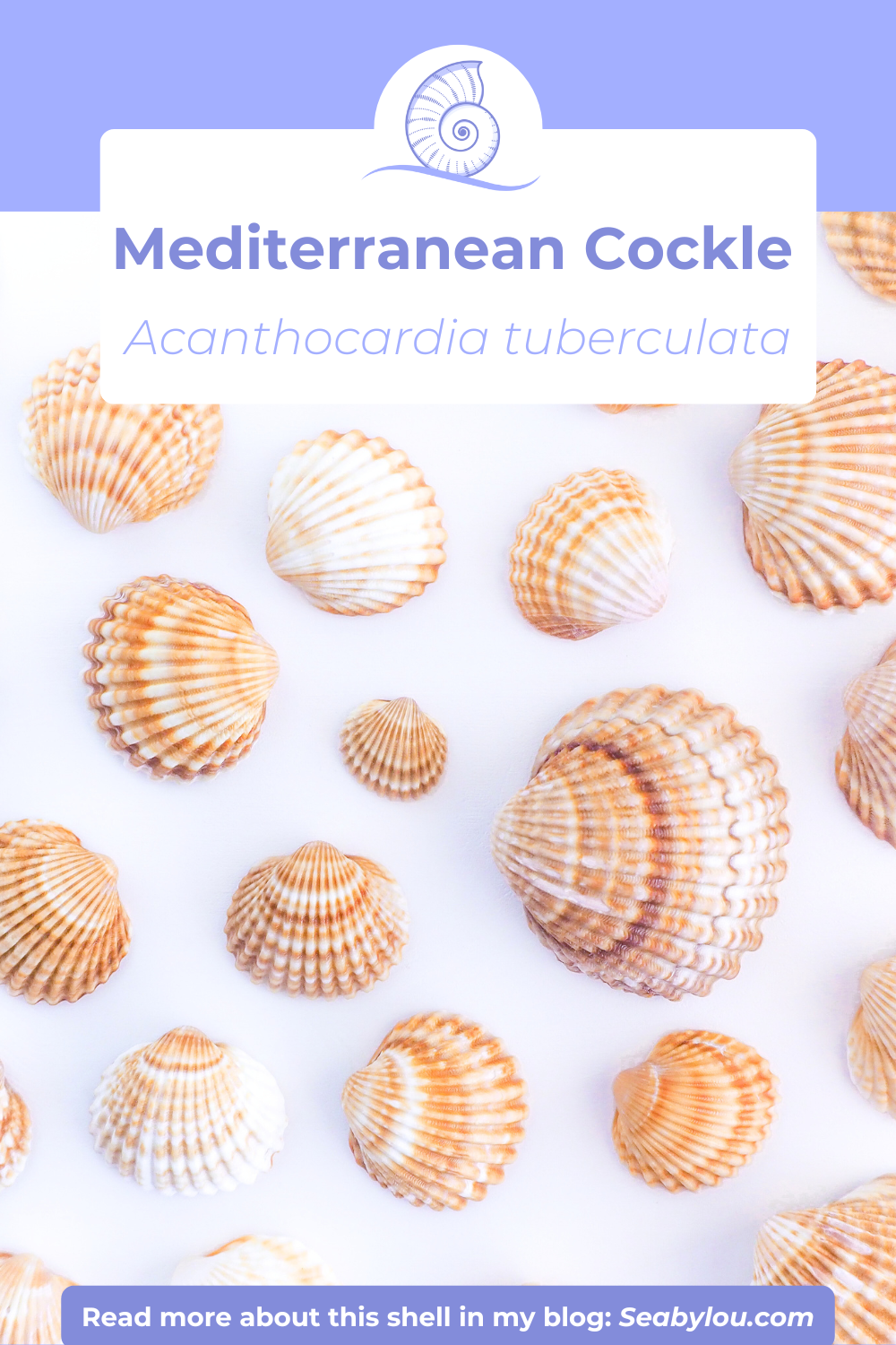 SEASHELL NECKLACE ~ Big Mediterranean Cockle Shell and Pearls