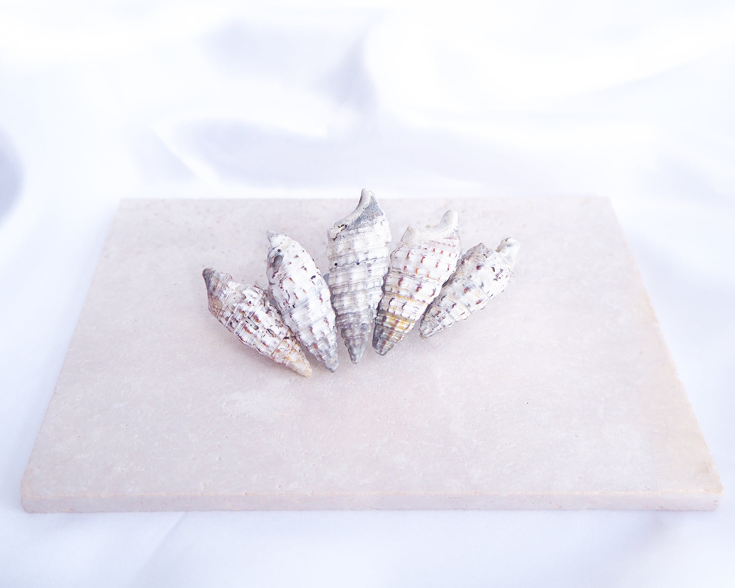 Mediterranean Horn Shells Hair Clip displayed on stone, Boho Seashell Beach Clip from Portugal, Handpicked Real Shells, Real Cerithium vulgatum Mediterranean Cerith shells, Seashell Hair Decoration, Bohemian Seashell Wedding Hair Assocciares, Coastal Christmas gift, Beach Wedding Hair