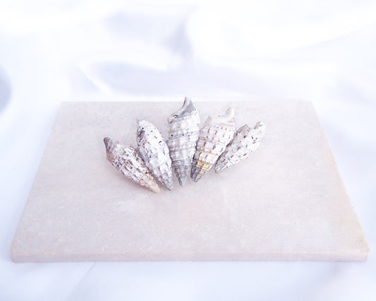 Mediterranean Horn Shells Hair Clip displayed on stone, Boho Seashell Beach Clip from Portugal, Handpicked Real Shells, Real Cerithium vulgatum Mediterranean Cerith shells, Seashell Hair Decoration, Bohemian Seashell Wedding Hair Assocciares, Coastal Christmas gift, Beach Wedding Hair
