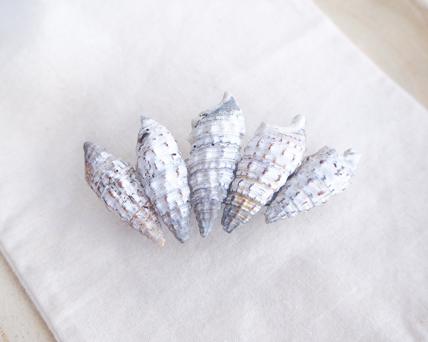 Mediterranean Horn Shells Hair Clip on display, Boho Seashell Beach Clip from Portugal, Handpicked Real Shells, Real Cerithium vulgatum Mediterranean Cerith shells, Seashell Hair Decoration, Bohemian Seashell Wedding Hair Assocciares, Coastal Christmas gift, Beach Wedding Hair