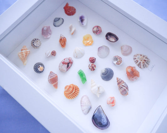 Close-up of Sting Winkle Shell, seabylou, sea by lou, Detailed close-up of a tiny Portuguese shells, showcasing its intricate spiral pattern and natural hues