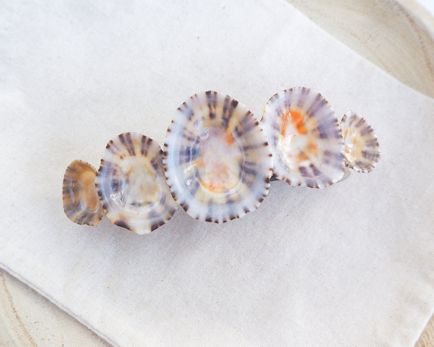 SEASHELL HAIR CLIP ~ Limpet Shells
