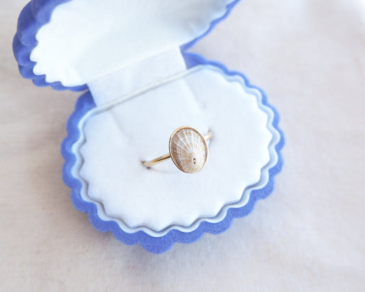 Gold Light Common Keyhole Limpet Shell Ring in blue white seashell jewelry box, Light Limpet Shell from Portugal set in a 18k gold stainless steel bezel adjustable ring