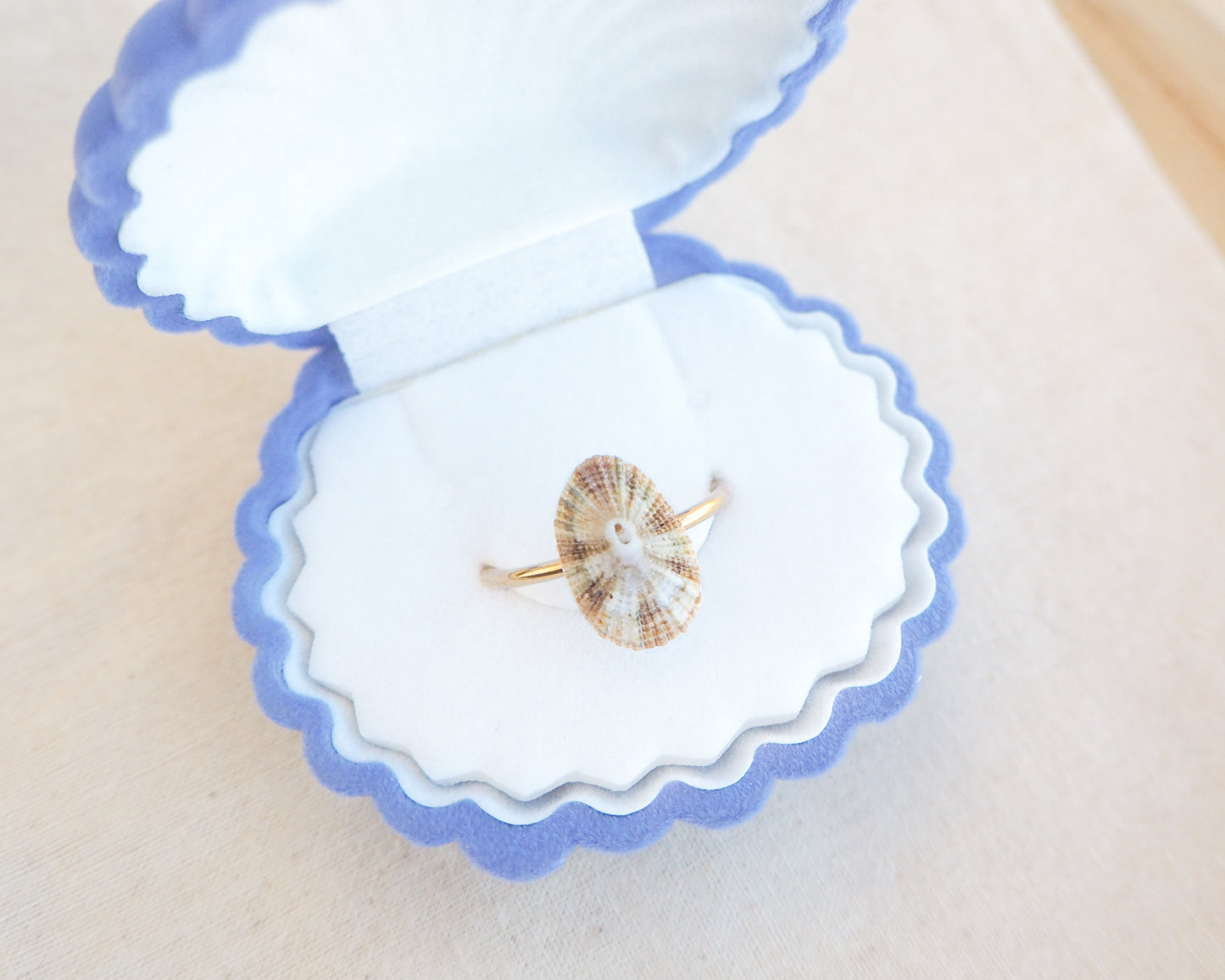 Striped Common Keyhole Limpet Shell Ring in jewelry box, Light Limpet Shell from Portugal set in a 18k gold stainless steel adjustable ring
