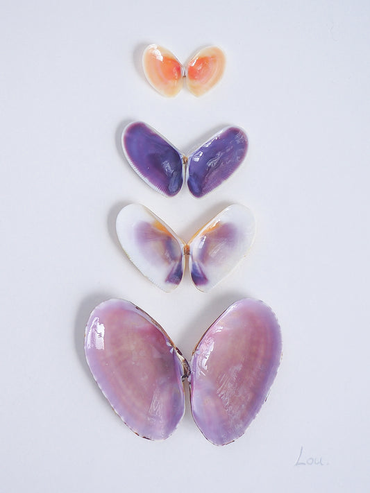 Close up of artwork with butterfly-shaped seashells in various colors on a light gray background. Made with handpicked shells from Portugal. Coquina shells, thin tellin shells, and rayed trough shells. Set in a white frame box.