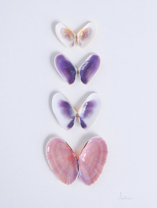 Detailed Artwork with butterfly-shaped seashells in various colors on a light gray background. Made with handpicked shells from Portugal. Coquina shells and Gari Virgata Shells. Set in a white frame box.