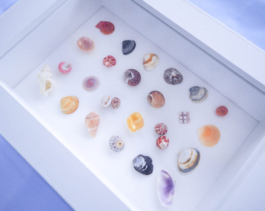 A detailed close-up of a Cowrie shell within the Portuguese Seashore Mini Mix; showcasing its whimsical patterns and textures