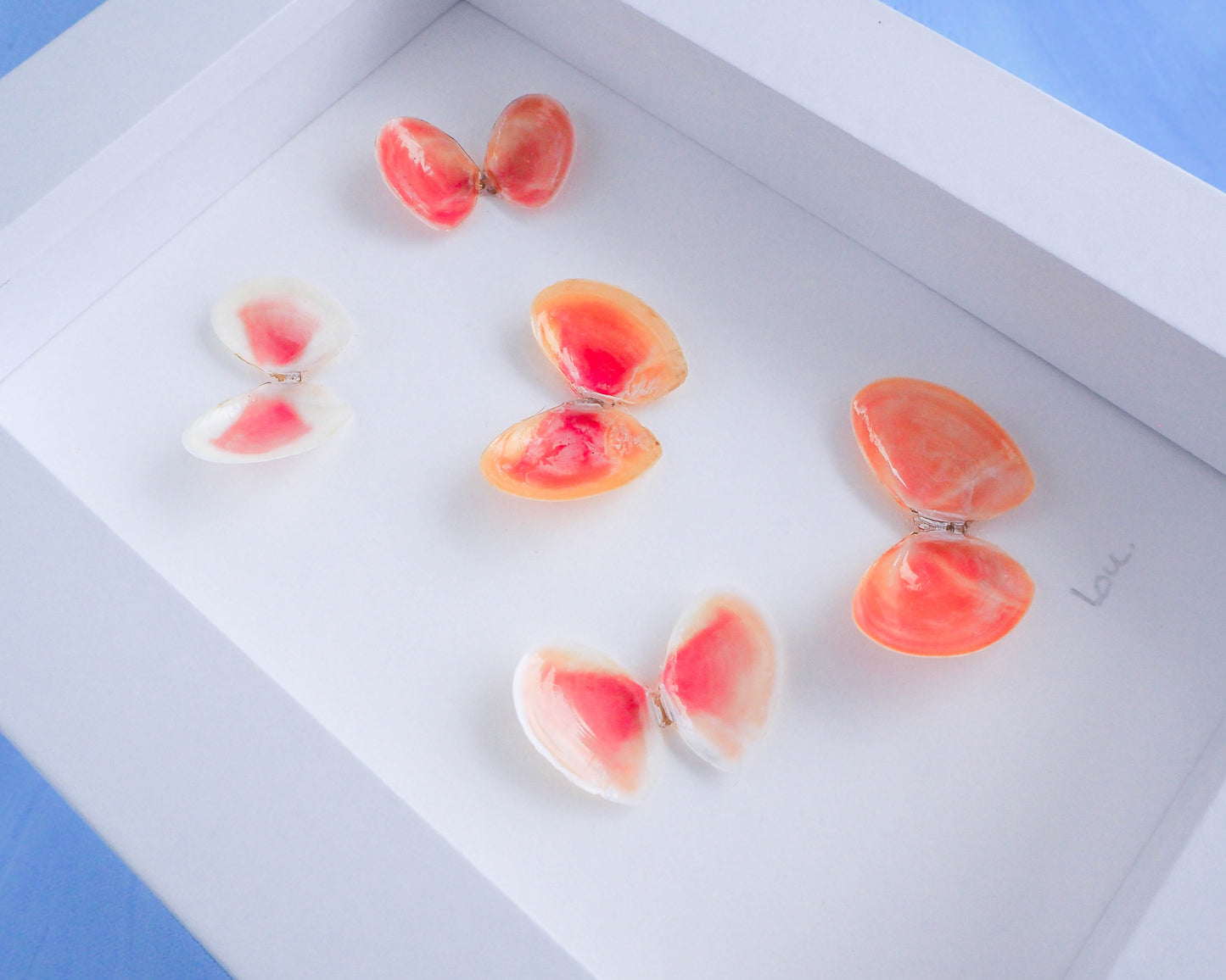 Close up Shell Butterfly Artwork, Coastal Decor: Beach Inspired Decoration: Seabylou: Coral Thin Tellin Shells: Real Shell art