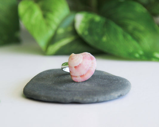 Real Pink Shell Ring on stone, Sea by Lou, Venus Shell Ring, adjustable ring on display, mini seashell ring, shell from portugal, beach girl gift from portugal