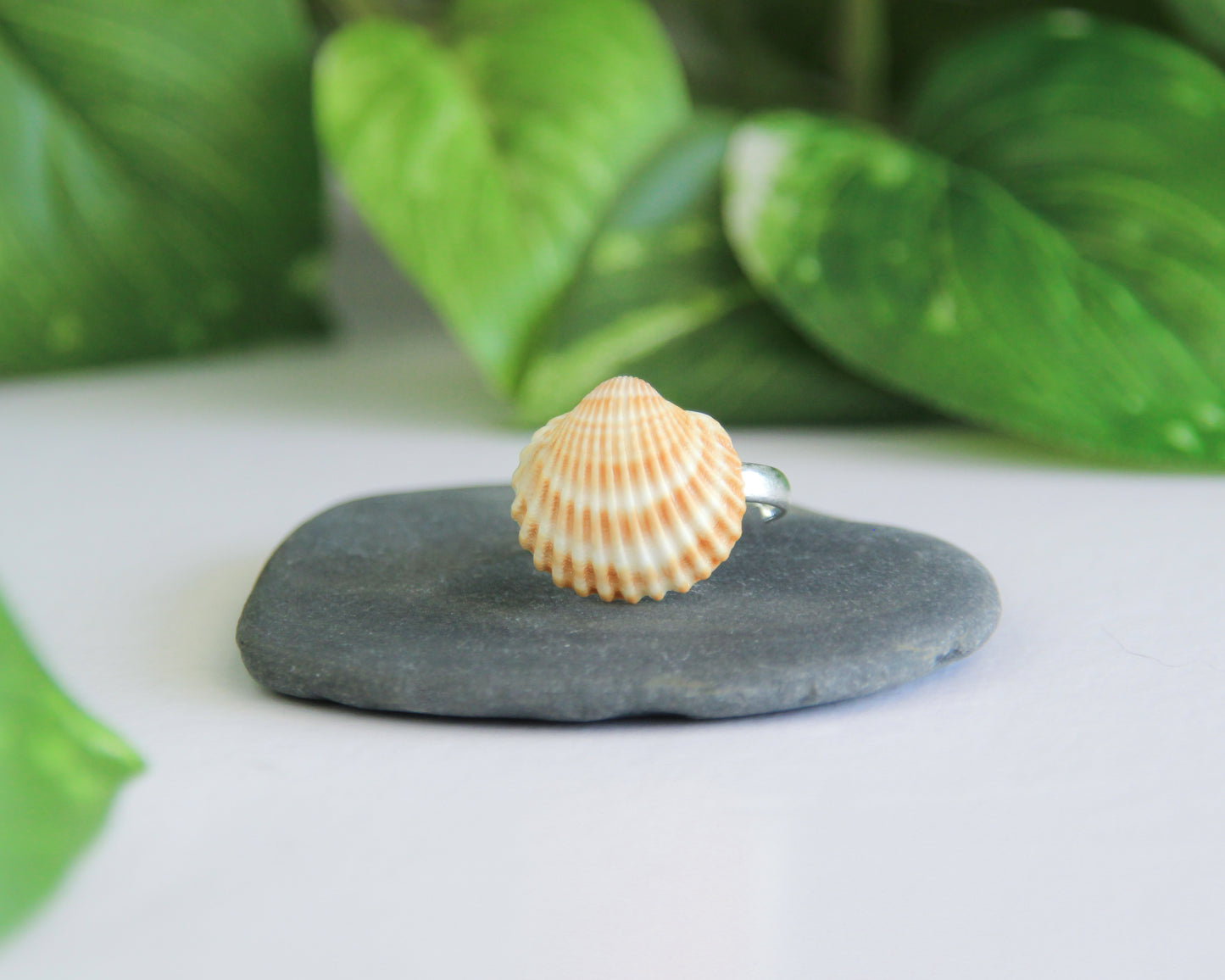 Mini Mediterranean Cockle Shell Ring from Portugal on display