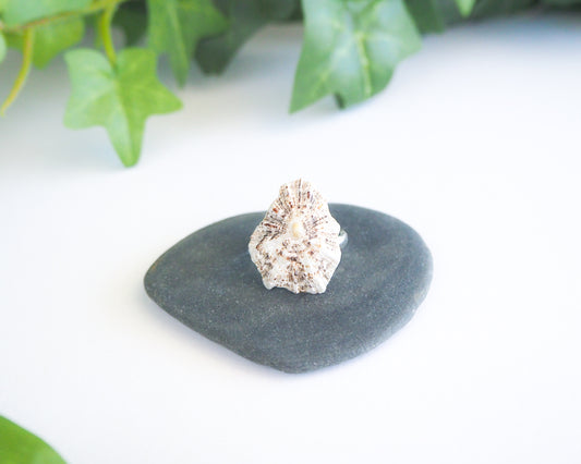 Silver Limpet Shell Ring on display