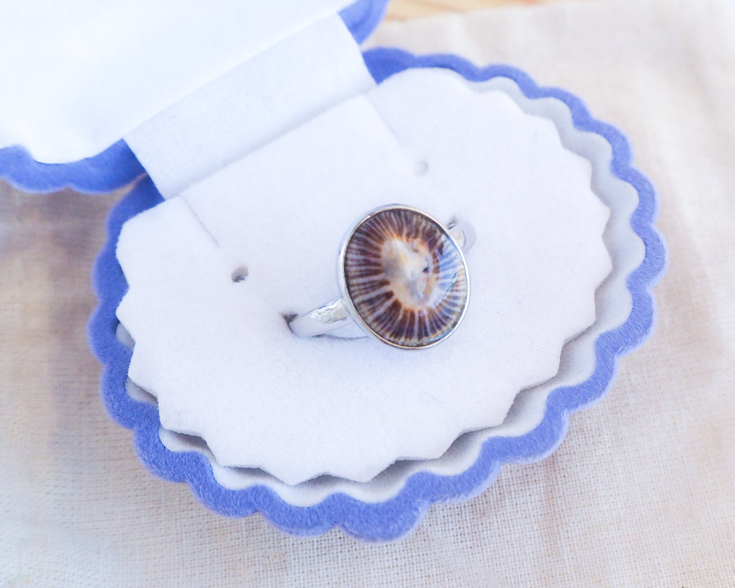 Shell Silver Ring with Dark Limpet from Portugal on display