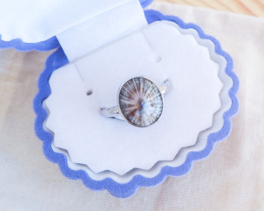 Silver Limpet Shell Ring adjustable on display