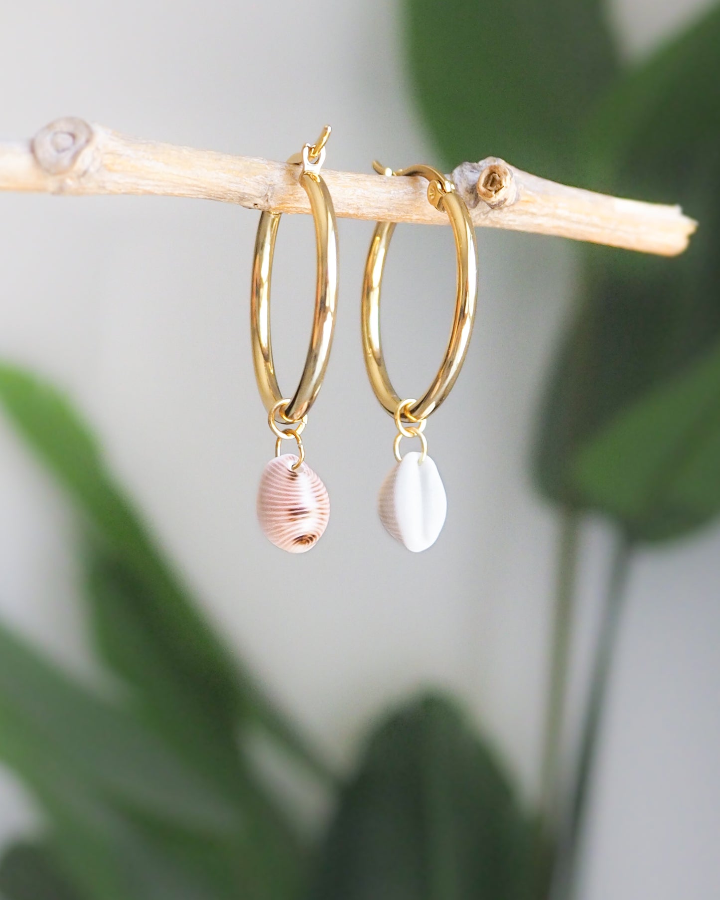 COWRIE SHELL EARRINGS ~ Gold Hoops