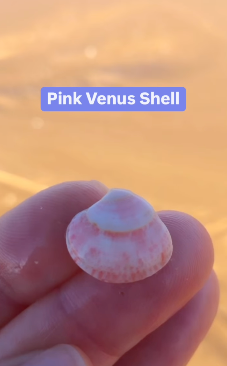 SEASHELL NECKLACE ~ Pink Venus Shell III