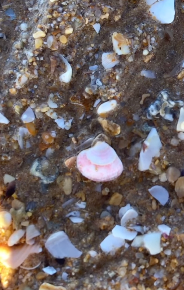 SEASHELL NECKLACE ~ Pink Venus Shell III