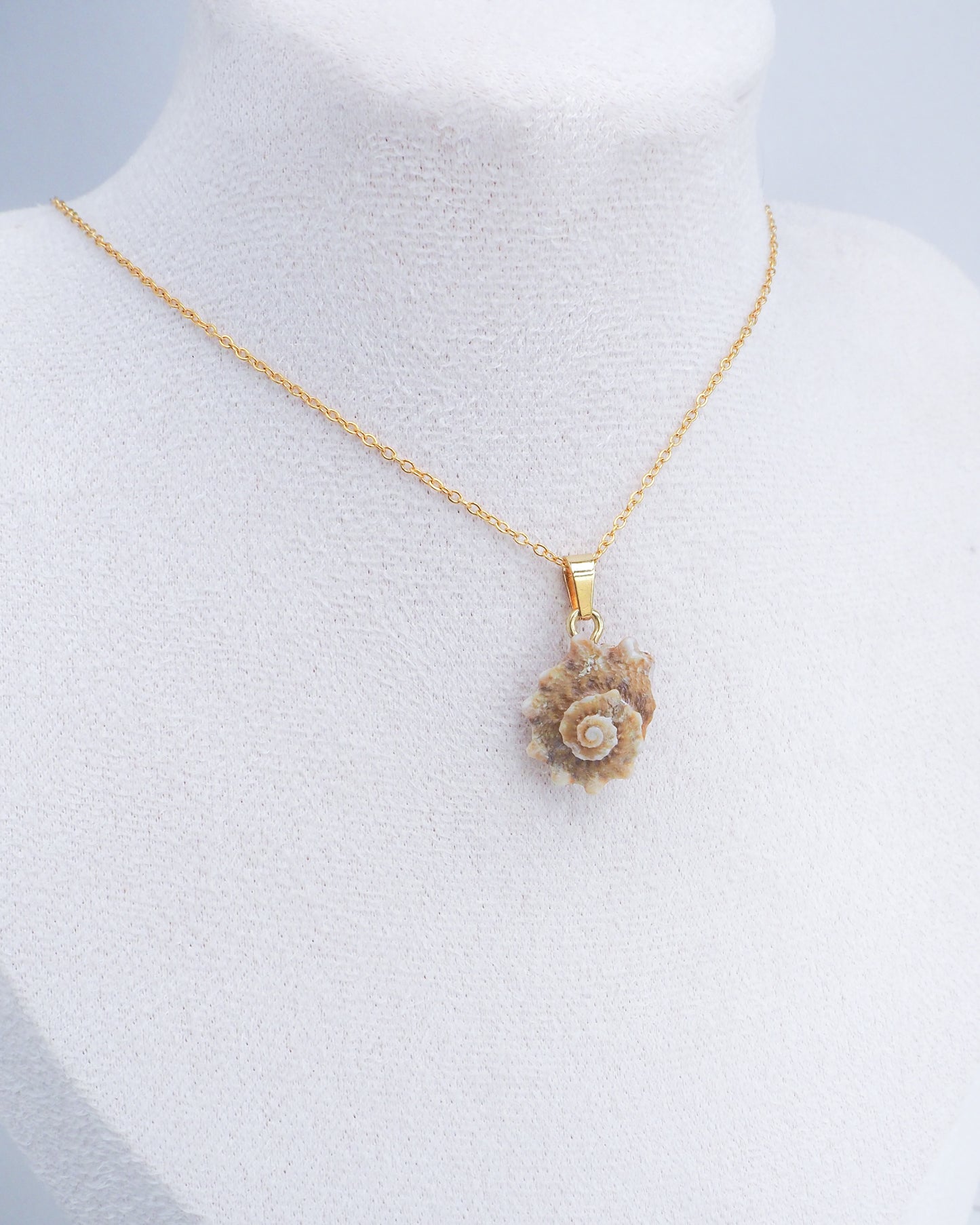 SEASHELL NECKLACE ~ Rough Star Shell