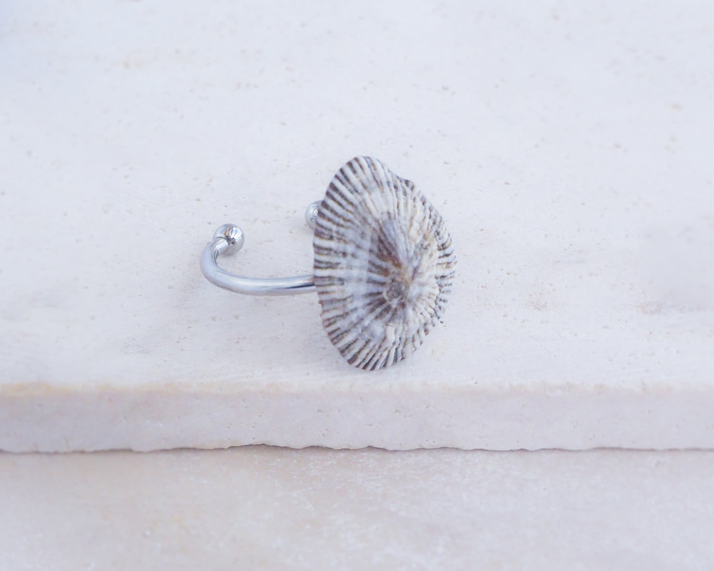 Silver shell ring on a light beige background. Striped Limpet Shell Silver Ring with Limpet Shell from Portugal on display side view