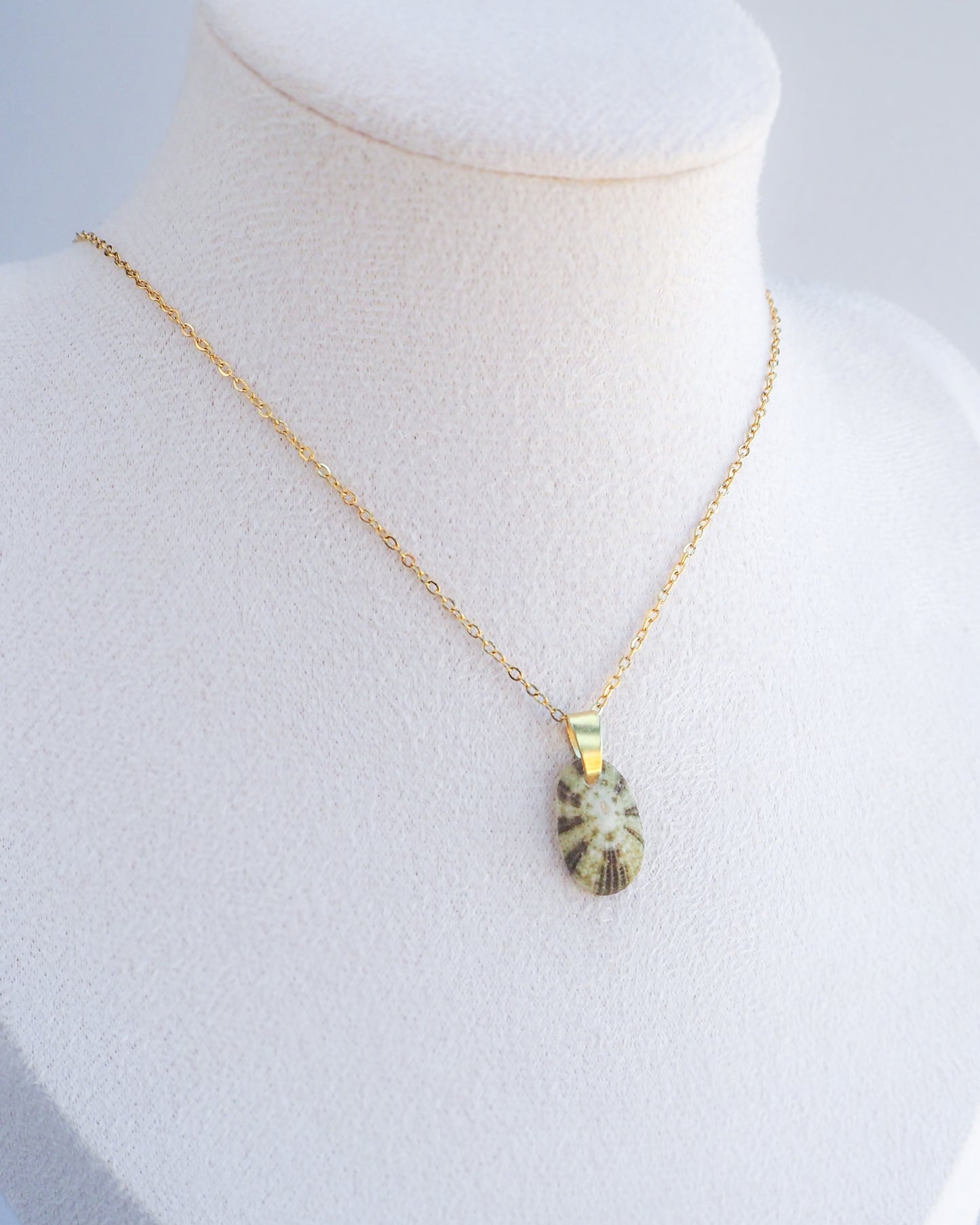 Displayed Tiny Green Common Keyhole Limpet Shell Gold Necklace
