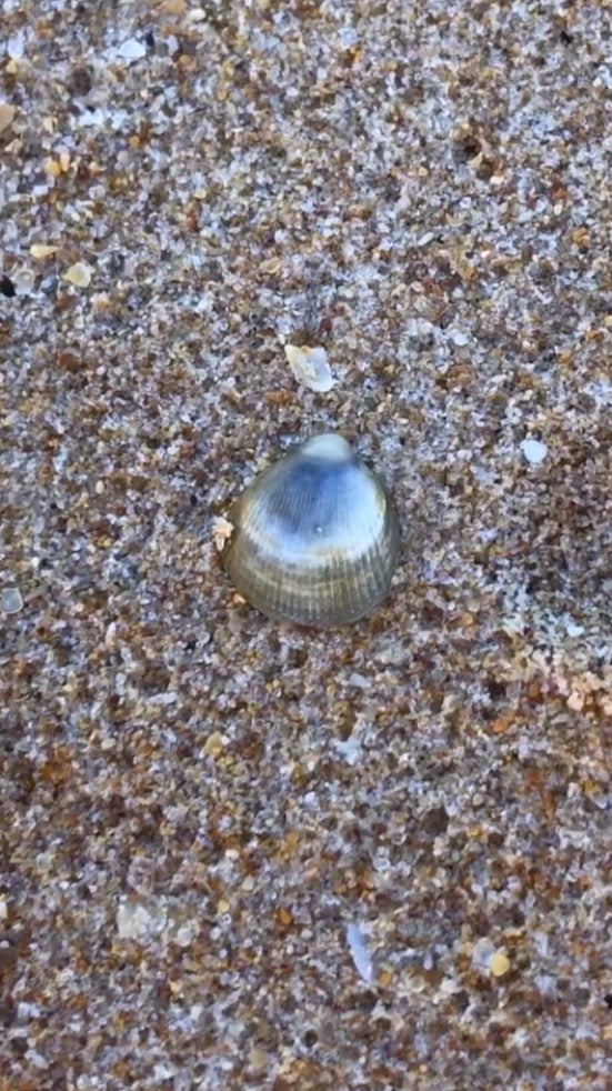 SEASHELL RING ~ Mini Blue Green Cockle Shell Gold
