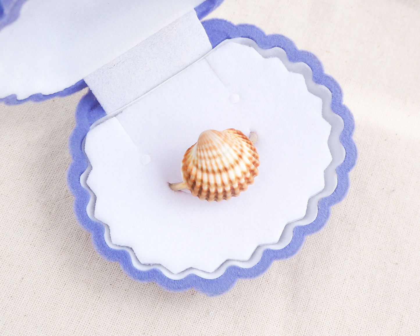 Orange Mediterranean cockle shell ring in seashell jewelry box, beach surf girl jewelry, gold stainless steel ring with Portuguese cockle shell, ocean inspired beach jewelry