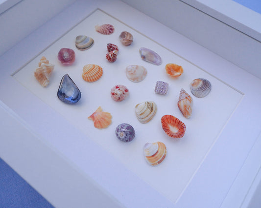 Portuguese coastal art, Mediterranean cockle shell, unique seashells, coastal living Portugal, shells found in Algarve, handmade coastal decor, beach gifts, holiday memory gift Portugal