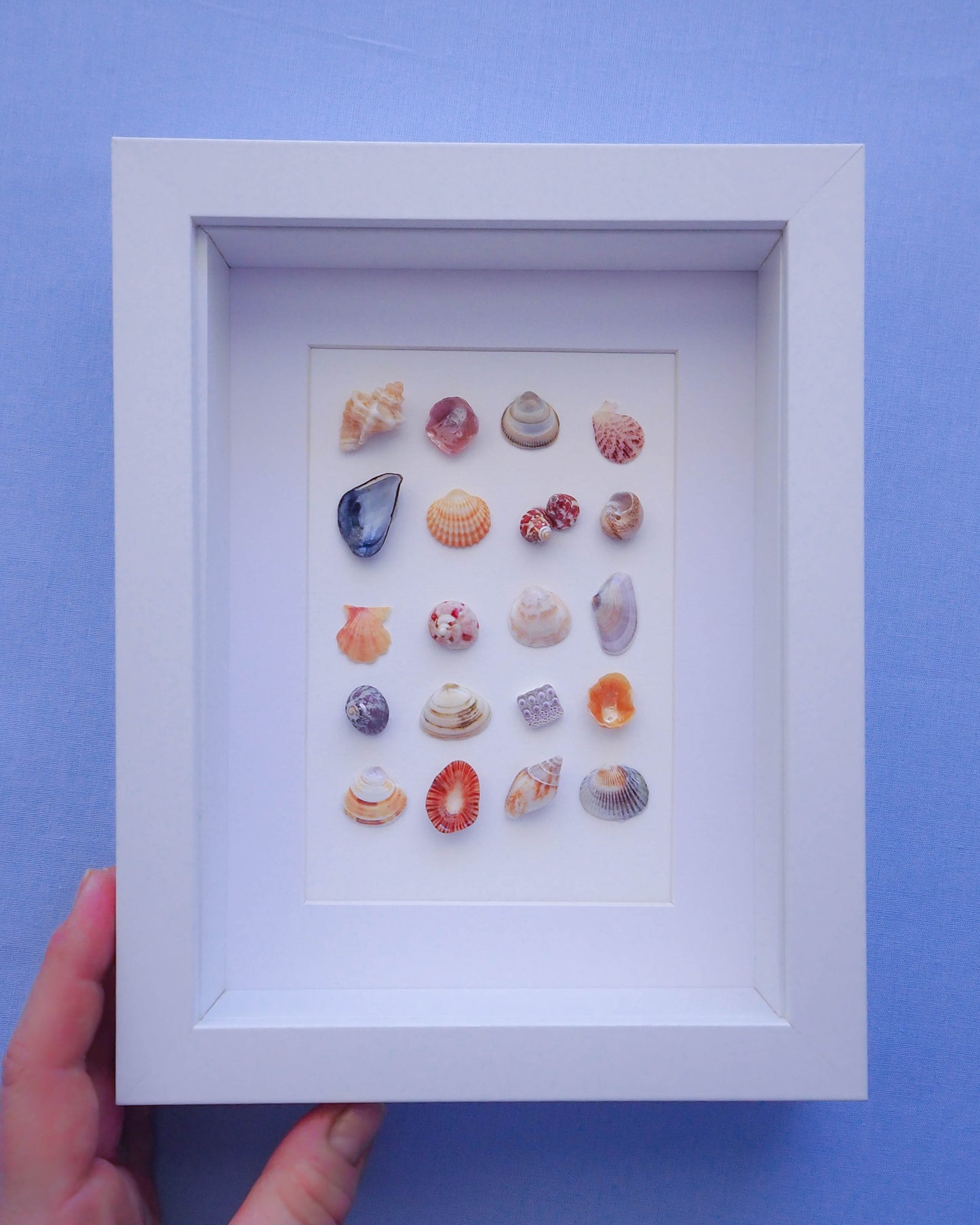 Seashell mix wall art, seashells from Algarve, Portugal, coastal wall art, mussel shell, abalone, eye of saint lucia, sea urchin, colorful shell artwork, eye of saint lucia art, scallop seashell art, tropical home decor, gifts from Portugal, seabylou