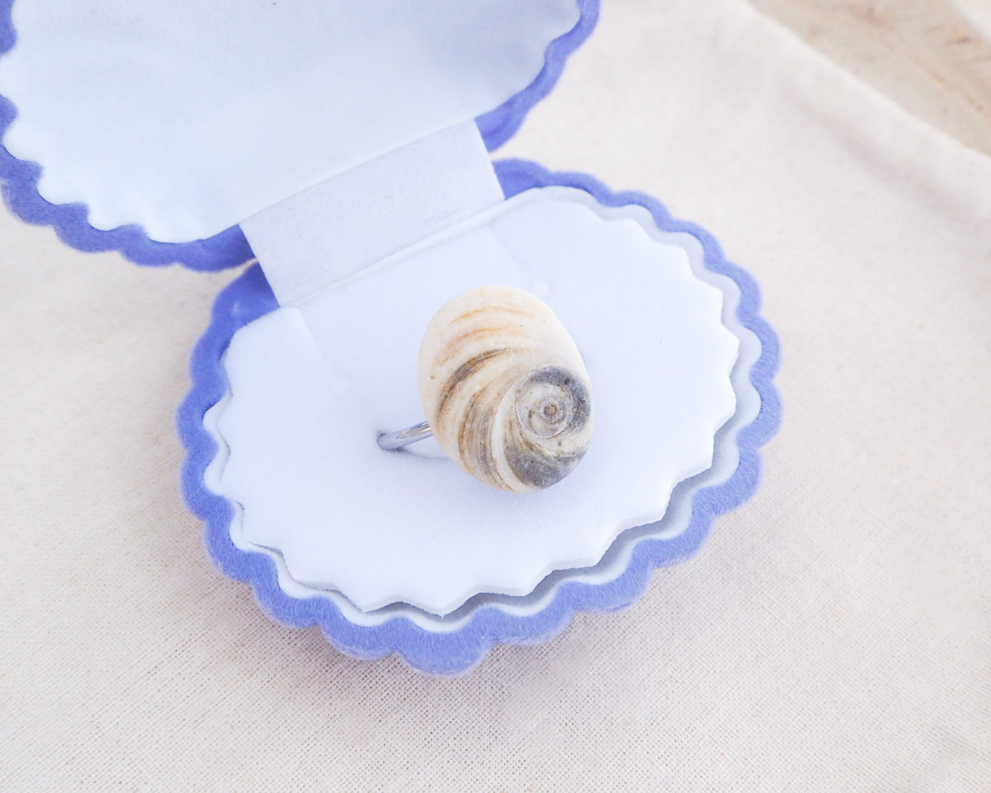 Eye of Saint Lucia Shell Silver Ring II in blue seashell jewelry box