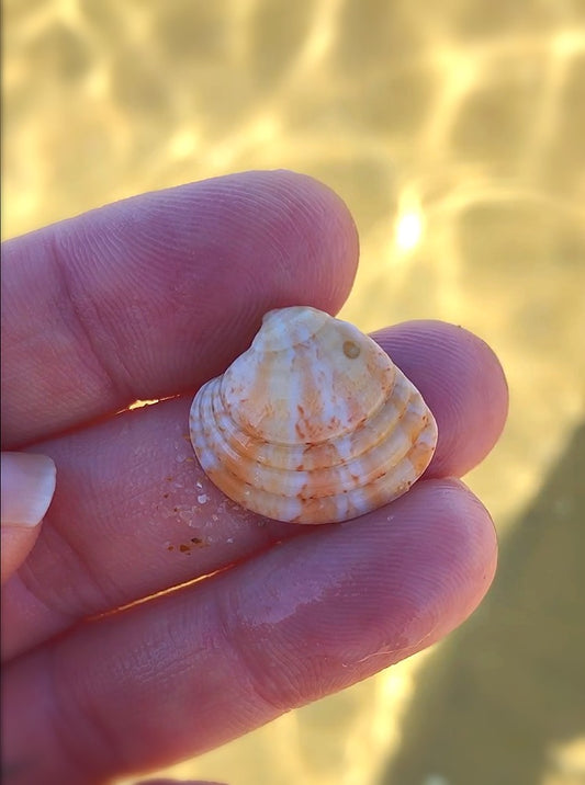 SEASHELL NECKLACE ~ Gold Summer Sun Venus Shell