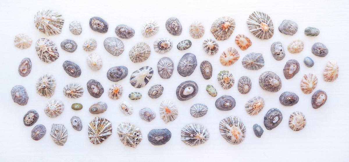 Limpet Shells || Patella – Seabylou